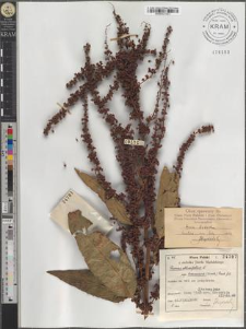 Rumex obtusifolius L. subsp. transiens (Simk.) Rech. fil.