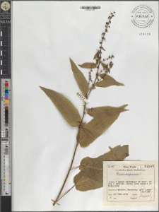 Rumex sanguineus L.