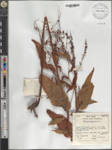 Rumex sanguineus L.