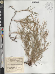 R[umex] tenuifolius (Wallr.) Löve