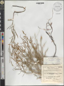 R[umex] tenuifolius (Wallr.) Löve