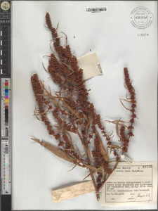 Rumex maritimus