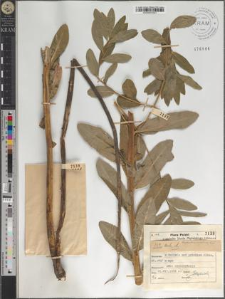 Euphorbia carpatica Woł.