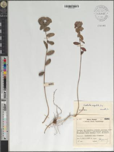 Euphorbia angulata Jacq.