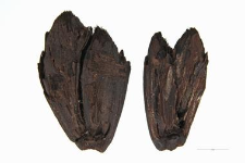 Triticum spelta L.
