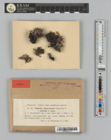 Cladonia subcervicornis fo. contraria H. Magn.