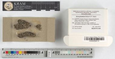 Licea parasitica (Zukal) G.W.Martin