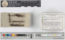 Lamproderma cf. pulveratum Mar. Mey. & Poulain