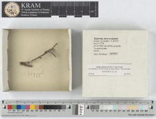 Diderma microcarpum Meyl.