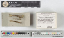 Diderma peyerimhoffii (Maire & Pinoy) H.Neubert, Nowotny & K.Baumann