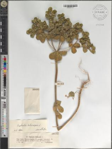 Euphorbia helioscopia L.