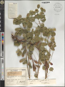 Euphorbia amygdaloides L.