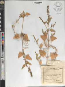 Atriplex latifolia × longipes