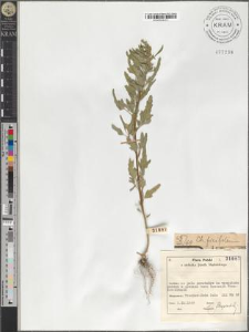 Ch[enopodium] ficifolium