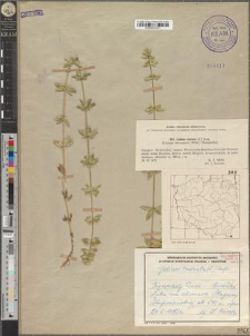 Galium cruciata (L.) Scop.