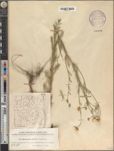 Tripleurospermum inodorum (L.) Schultz-Bip.