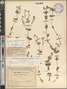 Veronica chamaedrys L. subsp. orbelica D. Peev