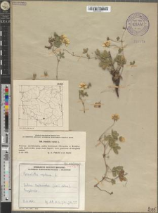 Potentilla reptans L.