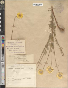 Anthemis tinctoria L.