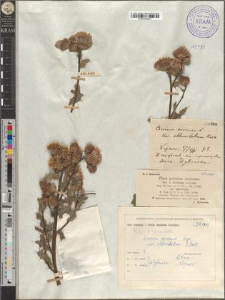 Cirsium arvense Scop. var. obtusilobum G. Beck