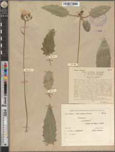 Hieracium murorum L. subsp. setaceo-dentatum Rehm. & Woł.