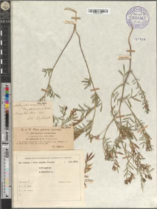 Astragalus arenarius L. var. glabrescens Reichb.