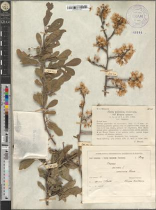 Prunus spinosa L. var. Ucrainica Błoński