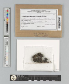 Stigmidium tabacinae (Arnold) Triebel 