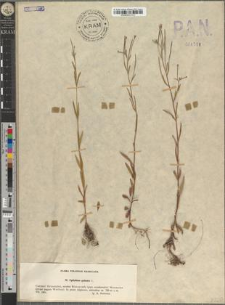 Epilobium palustre L.