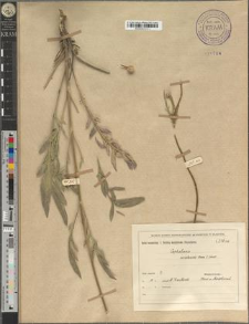 Cephalaria uralensis Roem. & Schult.