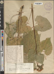 Lunaria rediviva L.