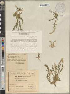 Polygala amarella Cr. var. austriaca (Cr.) Beck