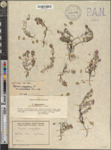 Thymus serpyllum L. var. linearifolius Wimm. et Grab.