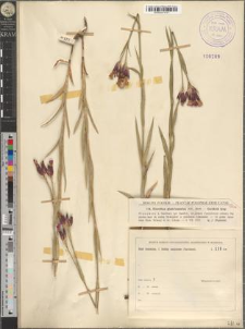 Dianthus glabriusculus (Kit.) Borb.