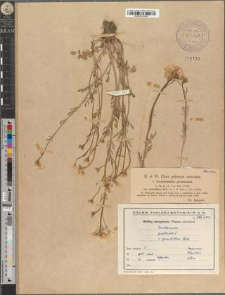 Cardamine pratensis L. var. grandiflora Neilr.