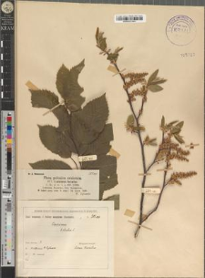 Carpinus betulus L.