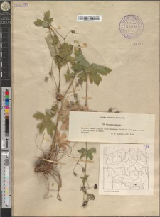 Geranium phaeum L.