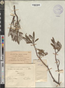 Salix Lapponum L. fo. lanceolata