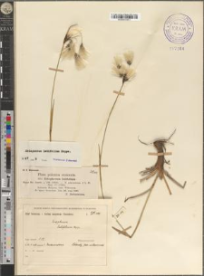 Eriophorum latifolium Hoppe