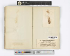 Vaucheria ornithocephala Ag.