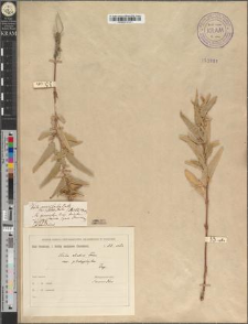 Viola elatior (Clus.) Fries. var. platyphylla Zapał.