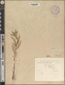 Viola elatior (Clus.) Fries. var. platyphylla Zapał.