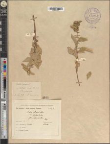 Viola elatior (Clus.) Fries. var. platyphylla Zapał. fo. pontica Zapał.