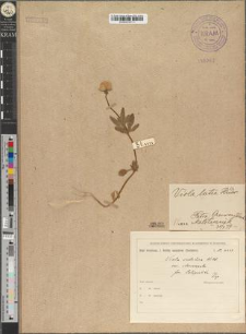Viola sudetica Willd. var. stenosepala Zapał. fo. latipartita Zapał.