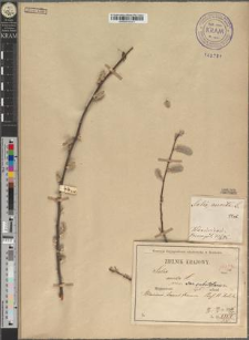 Salix aurita L. var. substylaris Zapał.