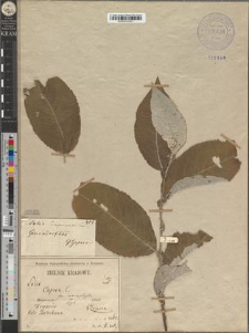 Salix caprea L. fo. macrophylla Zapał.