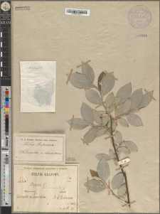 Salix caprea L. fo. microphylla Zapał.