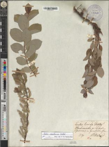 Salix livida Wahlenb. var. cotoneastrifolia Zapał.