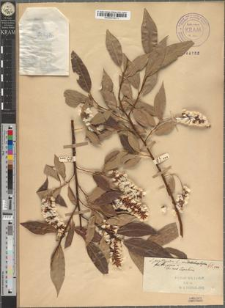 Salix pentandra L. var. longipes Zapał.