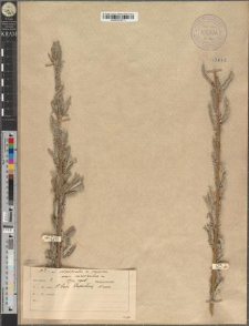 Salix sericans Tausch. var. nivrensis Zapał.